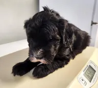 Armani, a male Sheepadoodle for sale in Spokane, WA – Photo 1 of 8