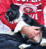Frenchie Doodle 1, a male French Bulldog and Poodle - Miniature  for sale in Spokane, WA – 7 of 9