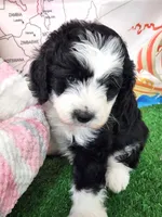 Mini Sheepadoodle #5, a female Sheepadoodle for sale in Spokane, WA – 4 of 9
