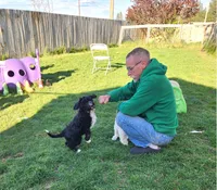 Barbuda aka Buda, a male Sheepadoodle for sale in Spokane, WA – 3 of 4