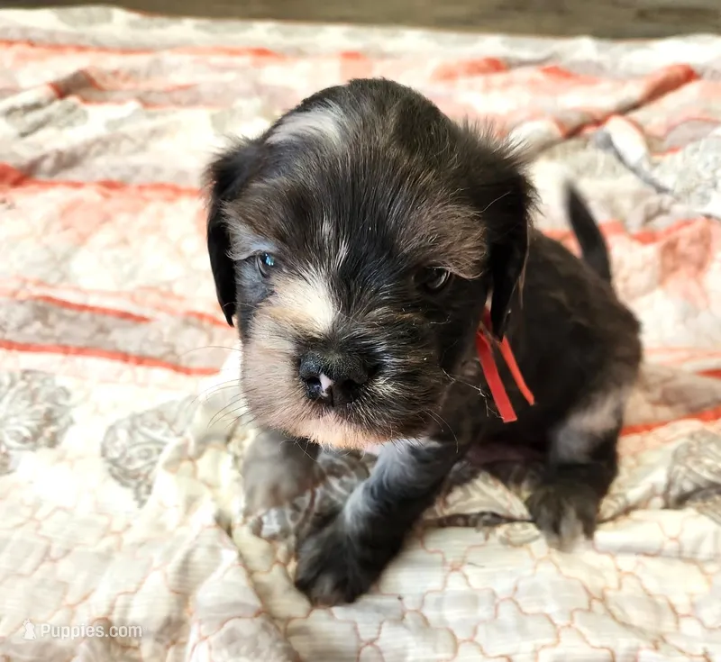 Frenchie Doodle 2 – French Bulldog, Poodle - Miniature  puppy for sale in Spokane, WA