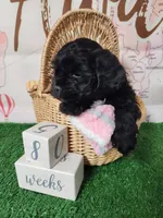 Frenchie Doodle 6, a male French Bulldog and Poodle - Miniature  for sale in Spokane, WA – 4 of 7