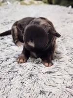 Frenchie Doodle 2, a male French Bulldog and Poodle - Miniature  for sale in Spokane, WA – 2 of 4