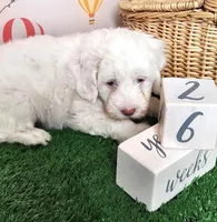 Mini Sheepadoodle #9, a male Sheepadoodle for sale in Spokane, WA – 8 of 10