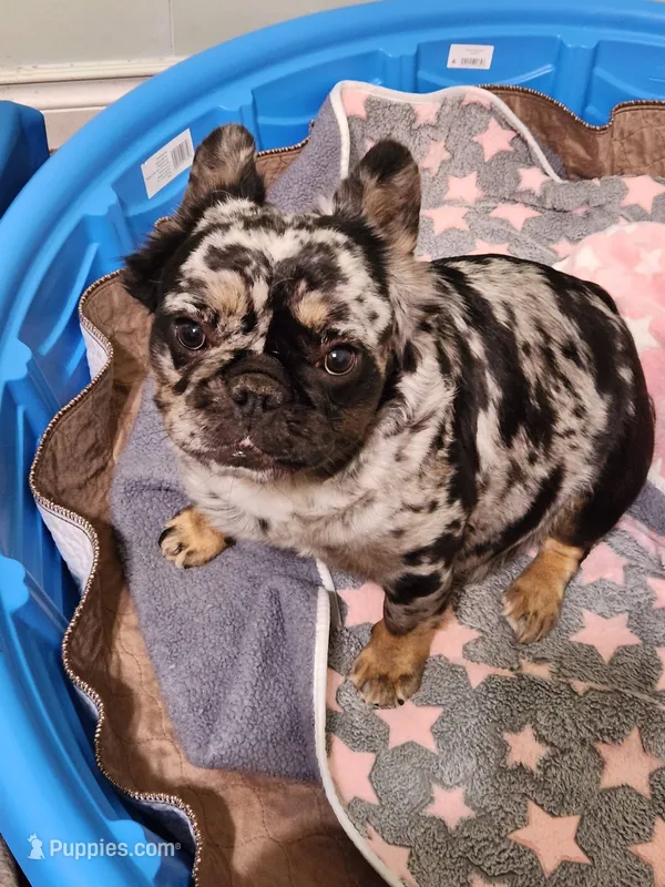 Frenchie Doodle – French Bulldog, Poodle - Miniature  puppy for sale in Spokane, WA