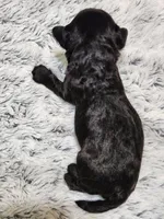 Frenchie Doodle 6, a male French Bulldog and Poodle - Miniature  for sale in Spokane, WA – 5 of 6