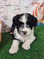 Frenchie doodle black and white tuxedo, a female French Bulldog and Poodle - Miniature  for sale in Spokane, WA – 9 of 9
