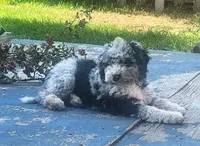 Jin, a male Sheepadoodle for sale in Spokane, WA – 2 of 6