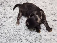 Frenchie Doodle 2, a male French Bulldog and Poodle - Miniature  for sale in Spokane, WA – 3 of 4