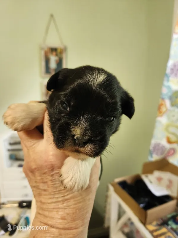 Frenchie Doodle 7 – French Bulldog, Poodle - Miniature  puppy for sale in Spokane, WA