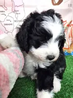 Mini Sheepadoodle #5, a female Sheepadoodle for sale in Spokane, WA – 8 of 9