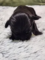 Frenchie Doodle 6, a male French Bulldog and Poodle - Miniature  for sale in Spokane, WA – 1 of 6
