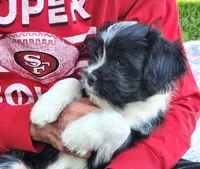 Frenchie Doodle 1, a male French Bulldog and Poodle - Miniature  for sale in Spokane, WA – 9 of 9