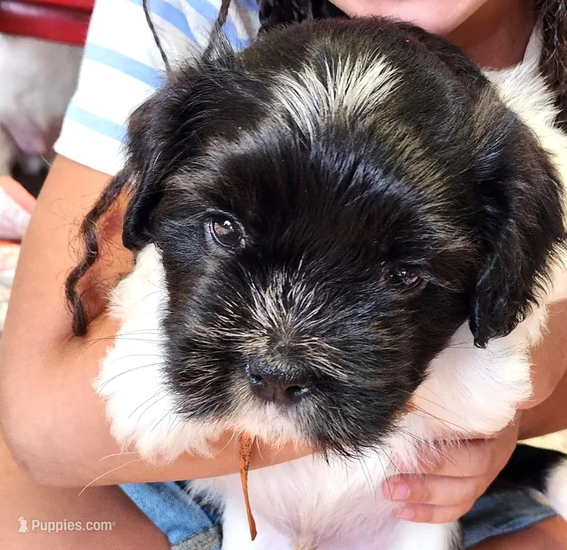 Frenchie Doodle 7 – French Bulldog, Poodle - Miniature  puppy for sale in Spokane, WA