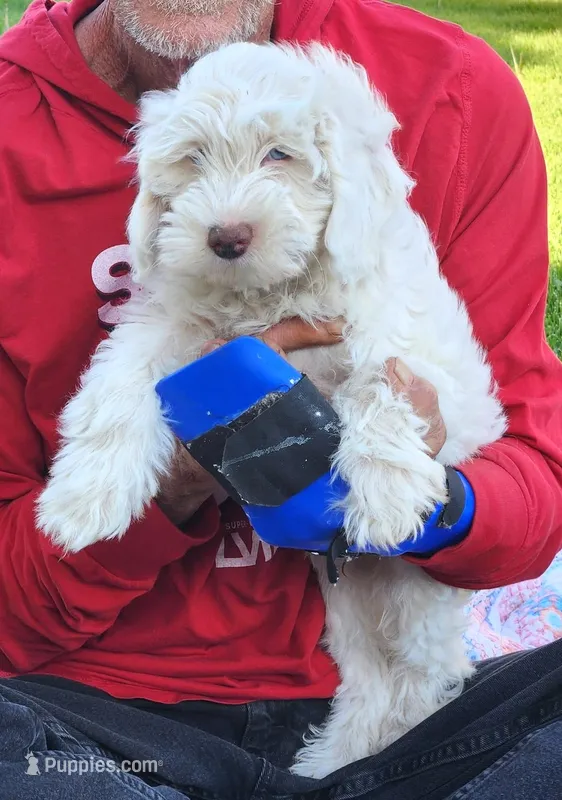 Mini Sheepadoodle #9 – Sheepadoodle puppy for sale in Spokane, WA