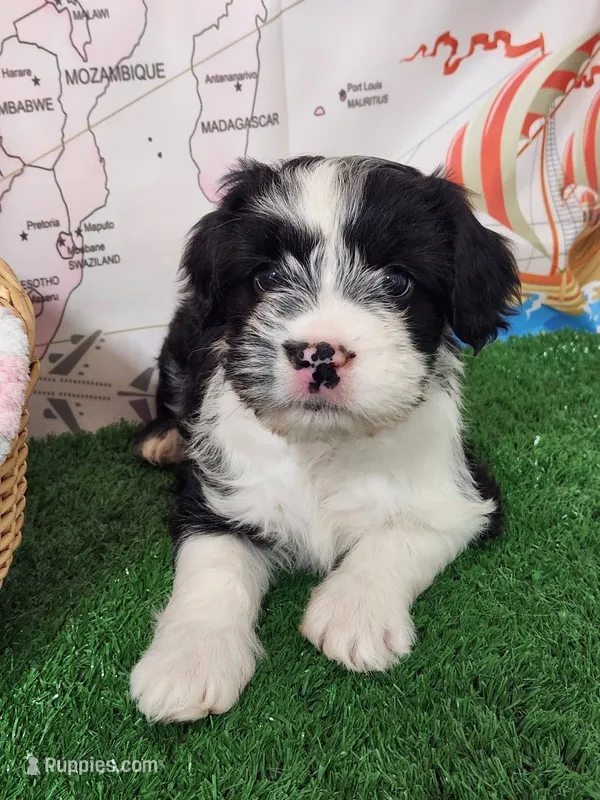 Frenchie doodle black and white tuxedo – French Bulldog, Poodle - Miniature  puppy for sale in Spokane, WA