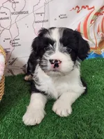 Frenchie doodle black and white tuxedo, a female French Bulldog and Poodle - Miniature  for sale in Spokane, WA – 3 of 9