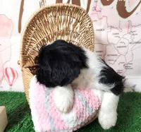 Frenchie Doodle 1, a male French Bulldog and Poodle - Miniature  for sale in Spokane, WA – 5 of 10