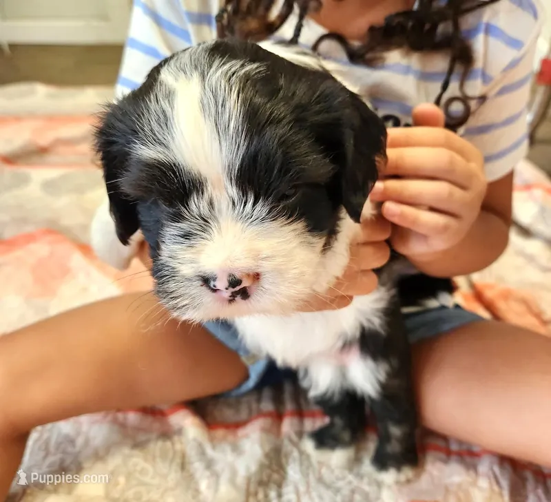 Frenchie Doodle 3 – French Bulldog, Poodle - Miniature  puppy for sale in Spokane, WA