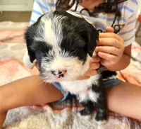 Frenchie Doodle 3, a female French Bulldog and Poodle - Miniature  for sale in Spokane, WA – 1 of 9
