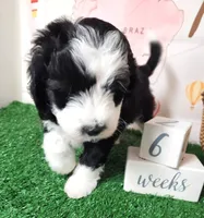Mini Sheepadoodle #5, a female Sheepadoodle for sale in Spokane, WA – 7 of 9