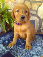 Wynn, a female Golden Retriever and Irish Setter for sale in Blain, PA – 2 of 3