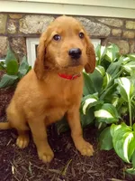 Trustin, a male Golden Retriever and Irish Setter for sale in Blain, PA – 2 of 5