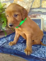 Worth, a male Golden Retriever and Irish Setter for sale in Blain, PA – 3 of 5