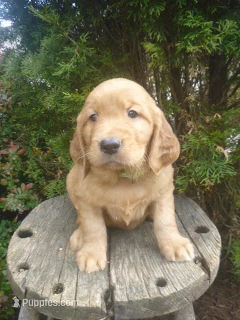 Samson – Golden Retriever, Golden Irish puppy for sale in Blain, PA
