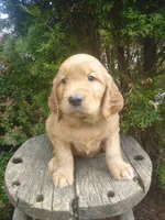 Samson, a male Golden Retriever and Golden Irish for sale in Blain, PA – 1 of 4