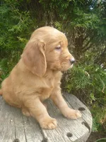 Solly, a male Golden Retriever and Golden Irish for sale in Blain, PA – 2 of 3