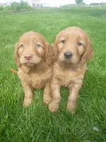 Shyanne, a male Golden Retriever and Golden Irish for sale in Blain, PA – 4 of 4