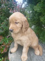 Shyanne, a male Golden Retriever and Golden Irish for sale in Blain, PA – 3 of 4