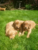 Solly, a male Golden Retriever and Golden Irish for sale in Blain, PA – 3 of 3