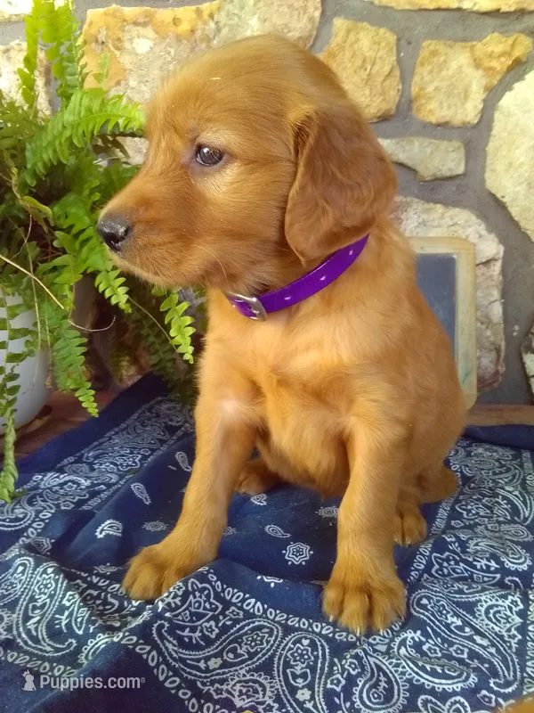 Wynn – Golden Retriever, Irish Setter puppy for sale in Blain, PA