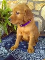 Wynn, a female Golden Retriever and Irish Setter for sale in Blain, PA – 1 of 3