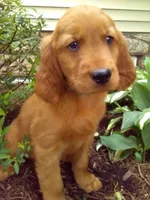 Trustin, a male Golden Retriever and Irish Setter for sale in Blain, PA – 3 of 5