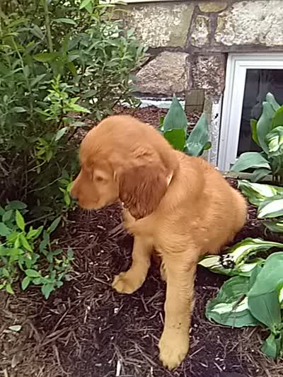 Truman, a male Golden Retriever and Irish Setter for sale in Blain, PA – 4 of 4