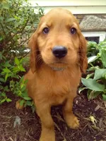 Truman, a male Golden Retriever and Irish Setter for sale in Blain, PA – 3 of 4
