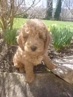 Quill, a male Poodle - Miniature  for sale in Blain, PA – Photo 1 of 7
