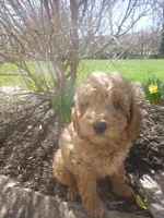 Quill, a male Poodle - Miniature  for sale in Blain, PA – Photo 3 of 7