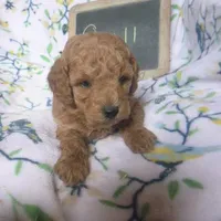 Quill, a male Poodle - Miniature  for sale in Blain, PA – Photo 2 of 4