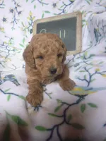 Quill, a male Poodle - Miniature  for sale in Blain, PA – Photo 2 of 4