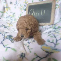 Quill, a male Poodle - Miniature  for sale in Blain, PA – Photo 1 of 4