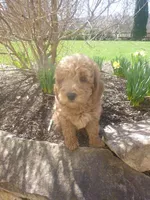 Quill, a male Poodle - Miniature  for sale in Blain, PA – Photo 2 of 7