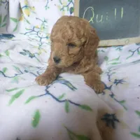 Quill, a male Poodle - Miniature  for sale in Blain, PA – Photo 4 of 4