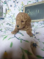 Quill, a male Poodle - Miniature  for sale in Blain, PA – Photo 4 of 4