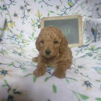 Quill, a male Poodle - Miniature  for sale in Blain, PA – Photo 3 of 4