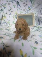 Quill, a male Poodle - Miniature  for sale in Blain, PA – Photo 3 of 4