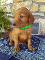 Worth, a male Golden Retriever and Irish Setter for sale in Blain, PA – 2 of 5